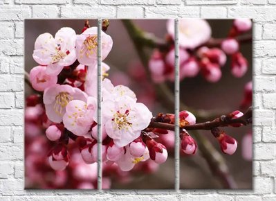 Flori și muguri de Sakura pe ramuri TSv5615 фото