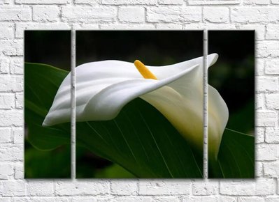 Floare albă de calla și frunză verde TSv5665 фото