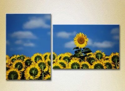 Tablouri modulare Câmp de floarea soarelui TSv6815 фото