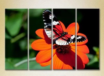 Модульные картины Бабочка на цветке_01 ZHi9265 фото