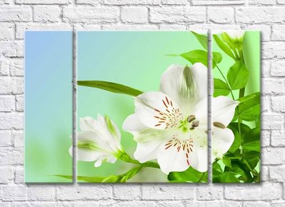 Цветок белой альстромерии и зеленые листья TSv5666 фото