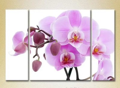 Модульные картины Орхидеи сиреневые с бутонами_01 TSv10216 фото