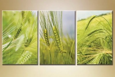 Модульные картины Пшеничное поле TSv10291 фото