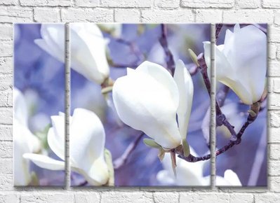 Triptic Ramă de magnolie albă pe fundal liliac1 3D7841 фото