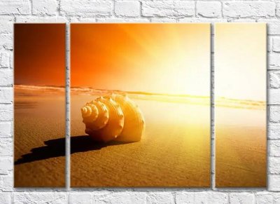 Триптих Большая ракушка в солнечном свете на песке Mor10091 фото