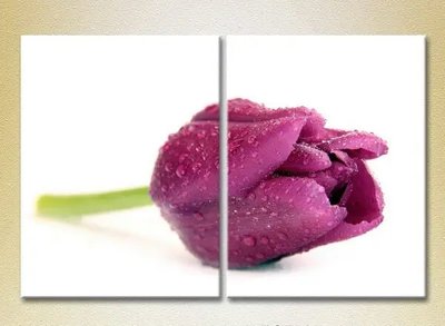 Модульные картины Фиолетовый тюльпан TSv6841 фото