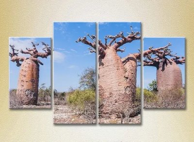 Tablouri modulare Trei baobabi_01 Pri7591 фото