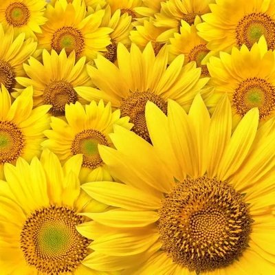 PhotoPoster Floarea soarelui TSv17172 фото