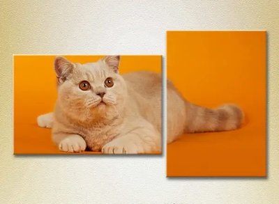 Tablouri modulare Pisica rosie pe fond portocaliu ZHi8818 фото