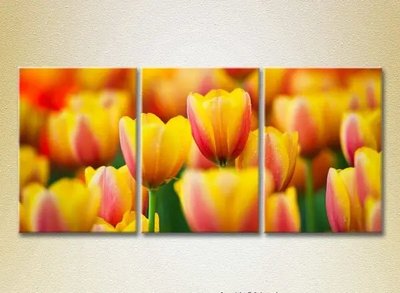Модульные картины Желто-красные тюльпаны TSv9769 фото
