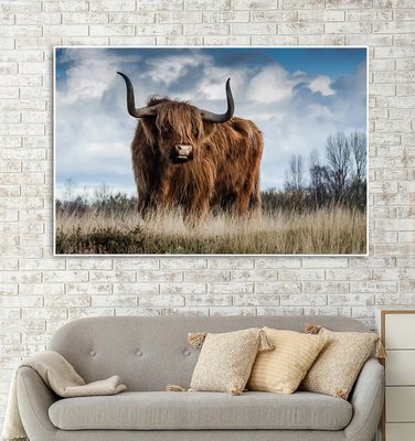 Крупный бык шотландской породы Хайлэнд ZHi14571 фото