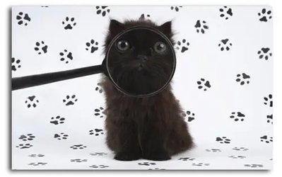 Poster foto Pisicuta neagra printr-o lupa Dom19011 фото