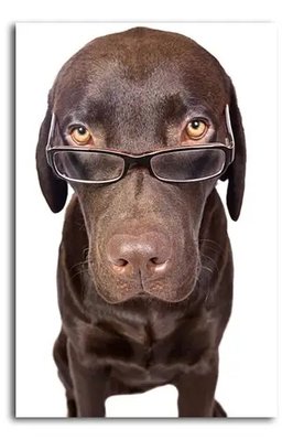 PhotoPoster Câine cu ochelari Dom19012 фото