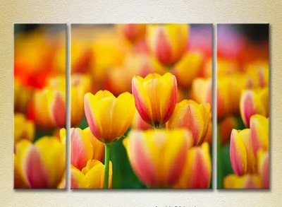 Модульные картины Желто-красные тюльпаны_01 TSv9771 фото