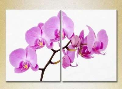 Модульные картины Орхидеи сиреневые TSv10772 фото