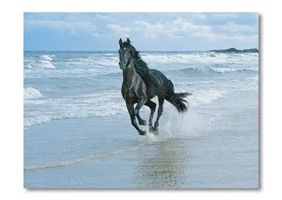 ФотоПостер Конь на пляже Dom19014 фото