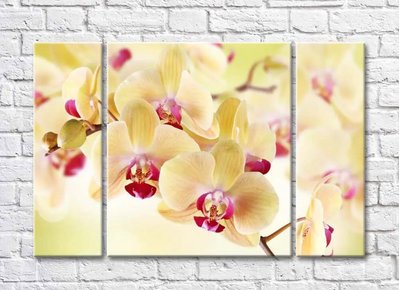 Цветки орхидеи ванильного цвета TSv5673 фото