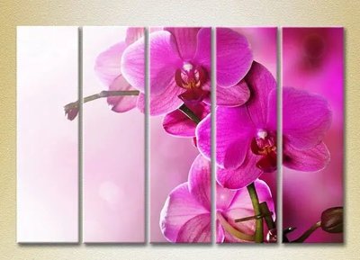 Модульные картины Фиолетовые орхидеи_02 TSv7124 фото
