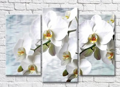 Триптих Ветки белой орхидеи на голубом фоне воды 3D7774 фото
