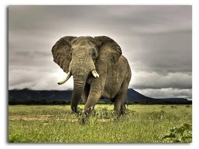 Afiș foto Elefant african Afr16844 фото