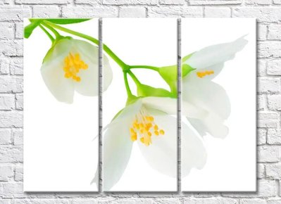 Цветки жасмина на белом фоне TSv5675 фото