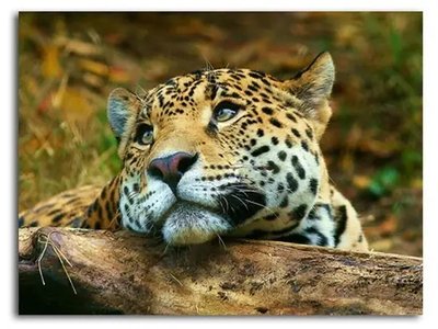Poster foto Leopard este plictisit Afr16845 фото