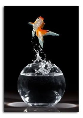 PhotoPoster Goldfish Pod16796 фото