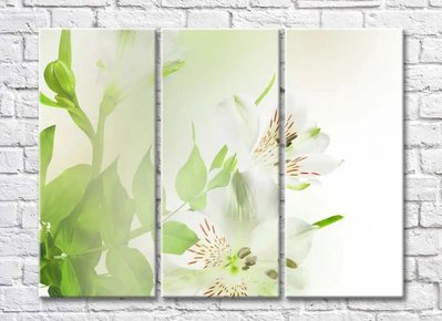 Цветы белой альстромерии и зеленые листья TSv5626 фото