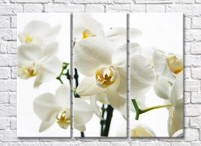 Flori albe de orhidee pe fundal alb TSv5676 фото