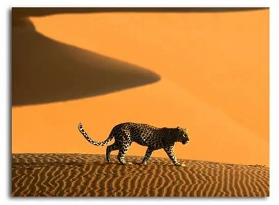 ФотоПостер Леопард в пустыне, Африка Afr16846 фото