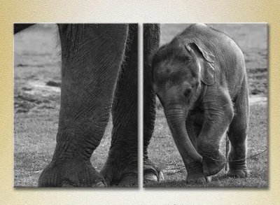 Модульные картины Детеныш слона ZHi8827 фото