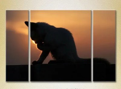 Модульные картины Котенок на закате ZHi10527 фото