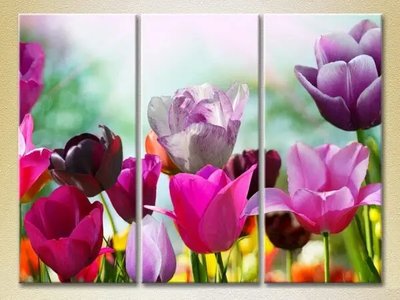 Модульные картины Поле разноцветных тюльпанов TSv10242 фото