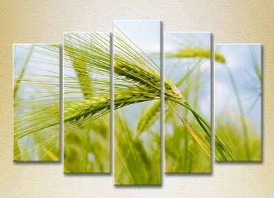 Модульные картины Колосья пшеницы_03 TSv7528 фото