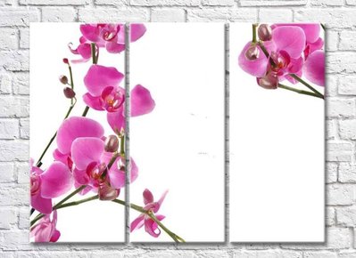 Crenguțe fragile de orhidee cu flori și muguri TSv5678 фото