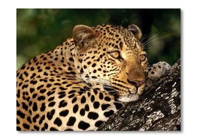 Afiș foto Leopard Dik15621 фото