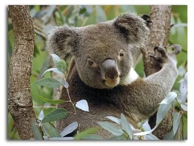 PhotoPoster Koala în frunziș de eucalipt Avs18615 фото