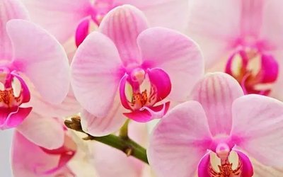 ФотоПостер Розовые орхидеи TSv18304 фото