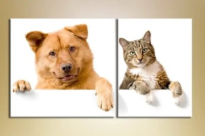 Imagini modulare pisică și câine ZHi8831 фото