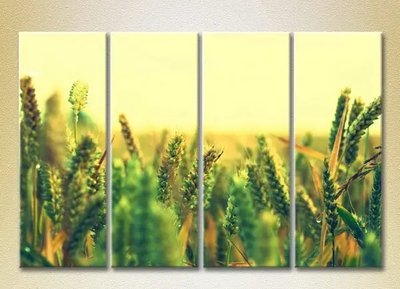 Модульные картины Пшеничное поле TSv7981 фото