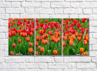 Цветочное поле с красными тюльпанами TSv5631 фото