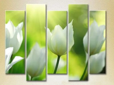 Модульные картины Белые тюльпаны_02 TSv7481 фото