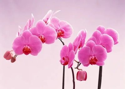 ФотоПостер Орхидеи розовые TSv18307 фото