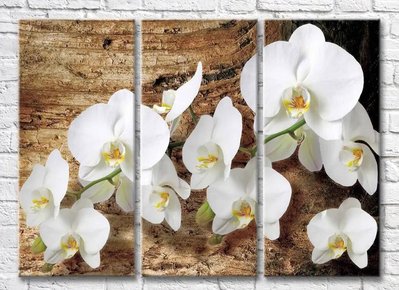 Triptic Ramura unei orhidee albe pe un fundal lemnos 3D7833 фото