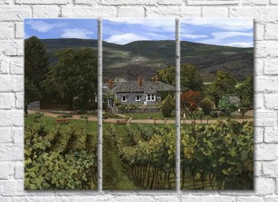 Триптих Vineyards In The Hills 010_1 Pro10233 фото