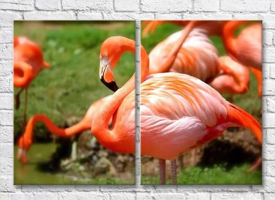 Диптих Ярко алый фламинго крупным планом, фото ZHi9684 фото