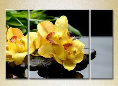 Модульные картины Желтые орхидеи на камнях_01 TSv10134 фото