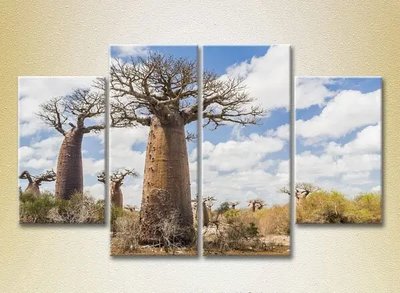 Tablouri modulare Baobabi în savană_01 Pri7584 фото