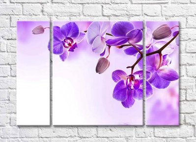 Фиолетовые цветки и бутоны на ветке орхидеи TSv5685 фото