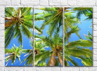 Триптих Ветки пальмы на фоне неба Mor9885 фото